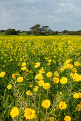 Field of yellow flowers under blue cloudy sky. Beautiful summer colorful panoramic view of flower meadow with daisies against cloudy blue sky. Yellow daisy meadow with trees in the background.  