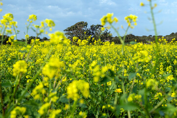 Field of yellow flowers under blue cloudy sky. Beautiful summer colorful panoramic view of flower meadow with daisies against cloudy blue sky. Yellow daisy meadow with trees in the background.  