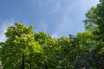 Young Light Green Chestnut Tree Leaves and Flowers Illuminated by the Sun, Blooming Chestnut Tree