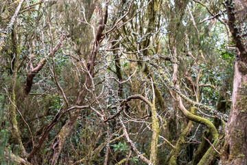 Laurel Park rural de Anaga, Tenerife lush greenery, walking paths, recreational area, local flora public park