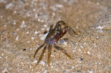 Crab on the sand of a Thai beach in the evening