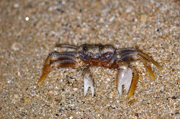 Crab on the sand of a Thai beach in the evening