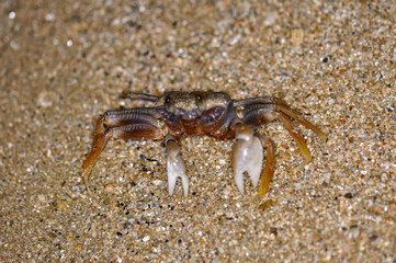 Crab on the sand of a Thai beach in the evening