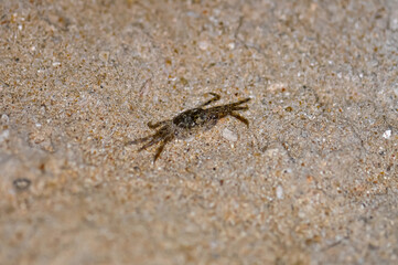 Crab on the sand of a Thai beach in the evening