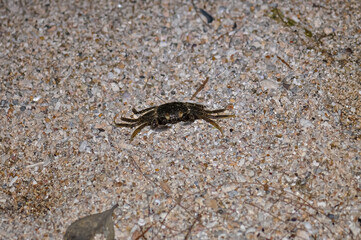 Crab on the sand of a Thai beach in the evening