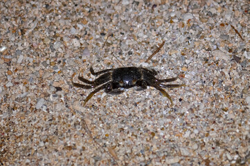 Crab on the sand of a Thai beach in the evening