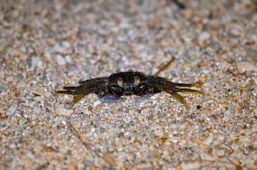 Crab on the sand of a Thai beach in the evening