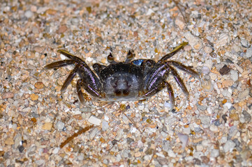 Crab on the sand of a Thai beach in the evening