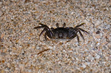 Crab on the sand of a Thai beach in the evening