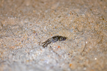 Crab on the sand of a Thai beach in the evening