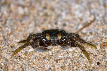 Crab on the sand of a Thai beach in the evening