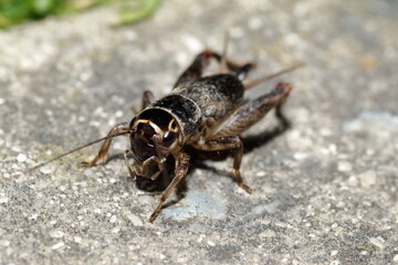 Australian Black Field Cricket, Teleogryllus commodus