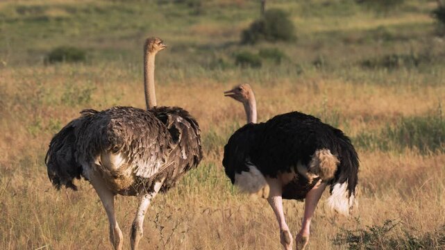 Wild ostriches, male and female in a National Park in Tanzania