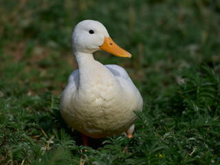 Mallard (Anas platyrhynchos)