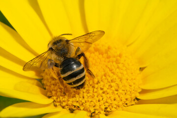 In this fascinating image, a honey bee enjoys nature's sweet bounty by drawing pollen from the heart of a living flower. A bee feeding on a daisy flower.