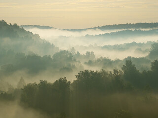 A foggy morning in the woods #5
