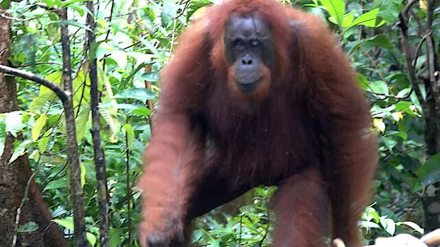 An orangutan climbs onto a feeding platform.