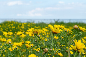 Fototapeta premium Field of yellow flowers under blue cloudy sky. Beautiful summer colorful panoramic view of flower meadow with daisies against cloudy blue sky. Yellow daisy meadow with trees in the background. Yellow 
