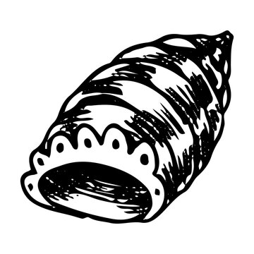 recommend clip art: Seashell hand drawn doodle. Sea mollusk shell. Crayfish shell. Coral reef. Diving in water. Vector sketch line art illustration.