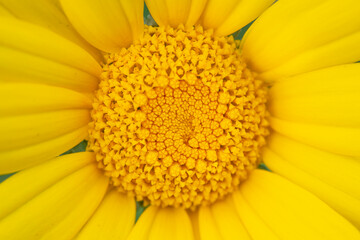 Close-up photo of yellow daisy. Chamomile. Daisy meadows. Cyprus.
