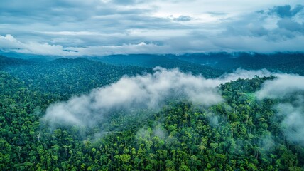Obraz premium aerial view of rolling cloud at rainforest - ai