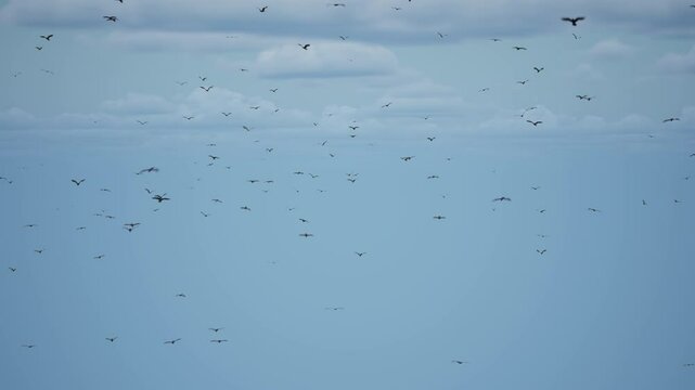 Birds in flight coming to the camera. Birds flying directly toward you.
