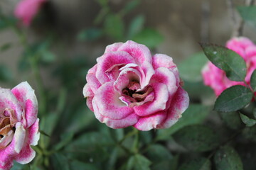 Beautiful Lush fresh Rose flowers