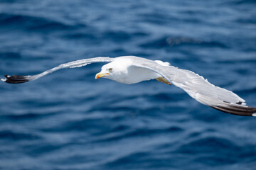 seagull in the sea