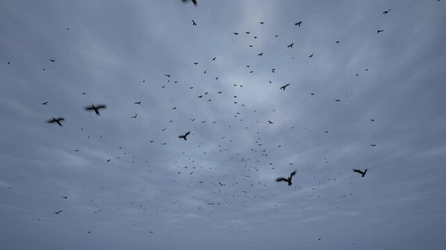 Black birds against a stormy sky. Nature's drama. Black wings in a tempest.