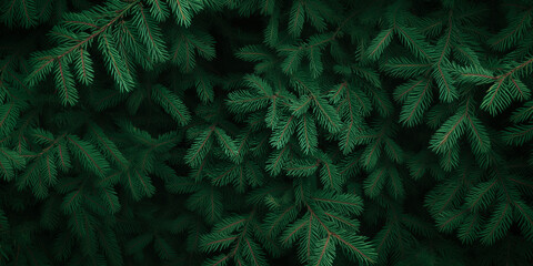 Banner with Dense green pine foliage texture, dark moody fir tree branches background. Evergreen needles, seasonal holiday, Xmas, Noel, Christmas concept backdrop.