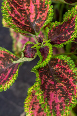 Red and green leaves of the coleus plant, Plectranthus scutellarioides 