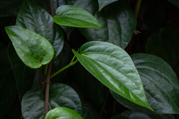 Bettle Piper (Sirih) is a climbing vine. heart shaped leaves light yellow Then change to light green, dark green, and when fully mature, it will be yellow. It has a specific aroma