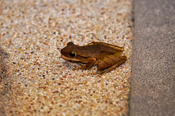 Frog Crawled Into House. Phuket, Thailand