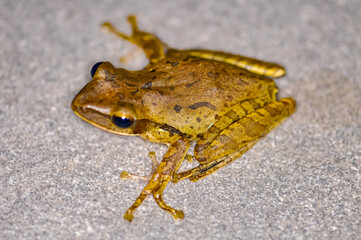 Frog Crawled Into House. Phuket, Thailand