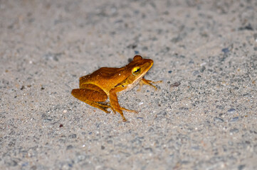 Frog Crawled Into House. Phuket, Thailand