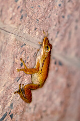 Frog Crawled Into House. Phuket, Thailand