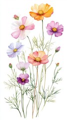 Watercolor Illustration set of Pink cosmos flowers on a white background,spring summer nature,Vibrant pink cosmos blooming,Children's card,banner,raindrops drawn by hand.