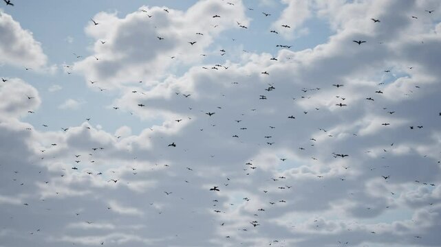 Birds departing from the camera against the sky. Wings of freedom.
