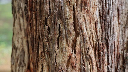 Texture of the bark teak tree background, Close up of bark teak tree