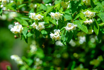 Jasmine blossom branch in the garden in spring
