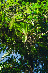 Castelhanos Ilha Bela