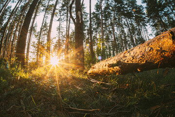 Fototapety na wymiar - Fototapeta24.pl