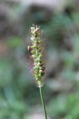 Setaria pumila, yellow foxtail, yellow bristle-grass, pigeon grass or cattail grass