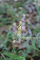 Setaria pumila, yellow foxtail, yellow bristle-grass, pigeon grass or cattail grass