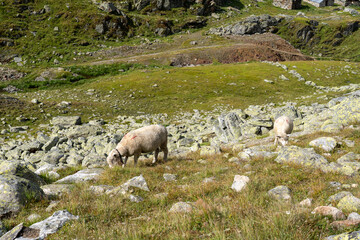 Schweiz Aletschgletscher