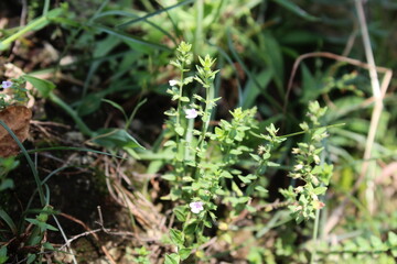 Prostanthera cuneata or alpine mint bush