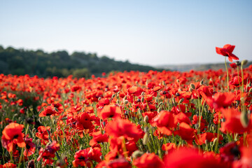 Field of red poppies swaying in the wind.