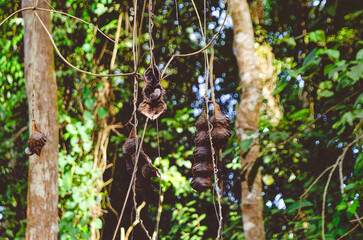 Castelhanos Ilha Bela