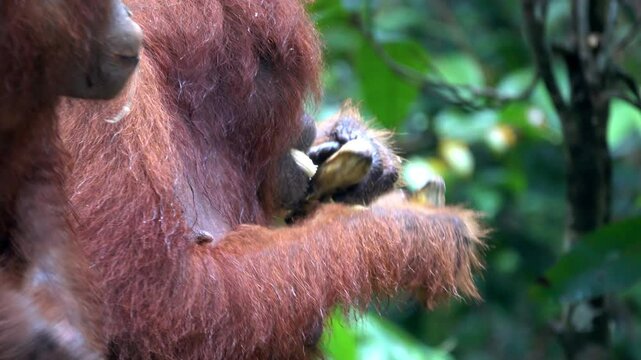 Two female orangutans eat bananas in Borneo.