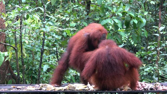 Two orangutans feed on bananas.